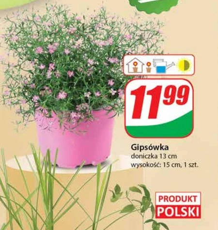 Рослина в горщику Polski