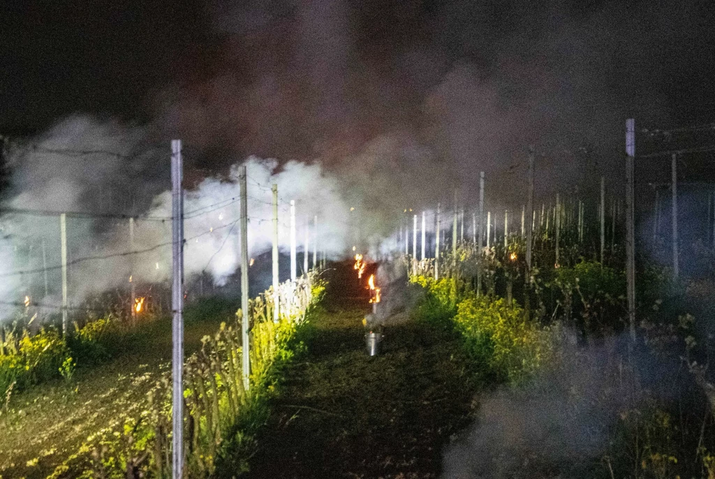 Winiarze z winnic położonych koło Zielonej Góry walczą z późnymi przymrozkami