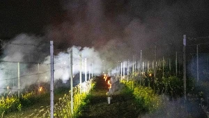 Winiarze z winnic położonych koło Zielonej Góry walczą z późnymi przymrozkami