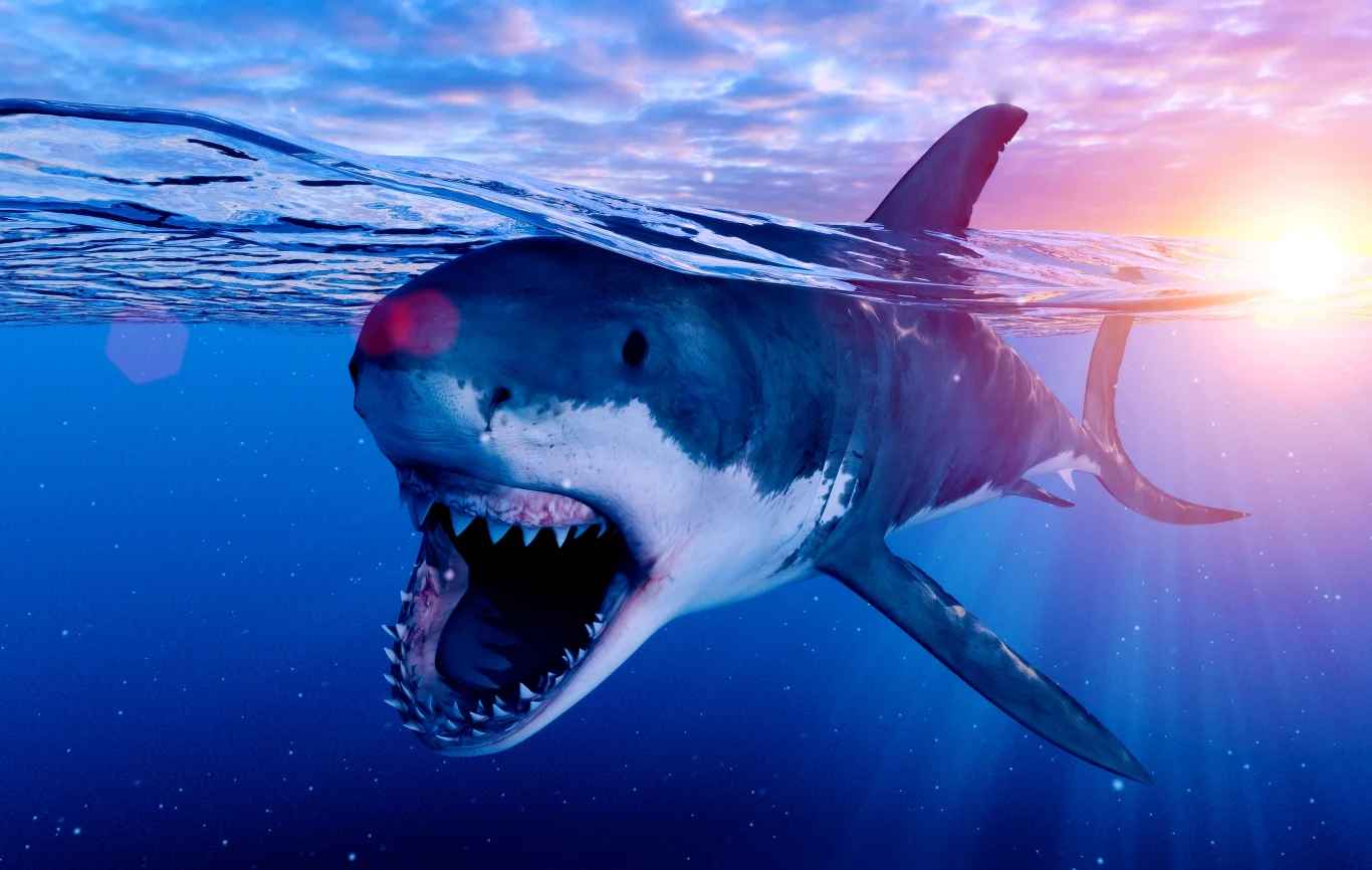 Żarłacz biały nawet nie zbliża się rozmiarami do rekina, który żył kiedyś w polskich wodach i nazywał się Ptychodus Żarłacz biały nawet nie zbliża się rozmiarami do rekina, który żył kiedyś w polskich wodach i nazywał się Ptychodus