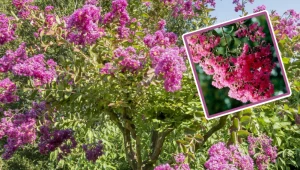 Kwitnie aż 120 dni w roku. Zasadź w ogrodzie, a sąsiadki pękną z zazdrości