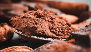 Kakaowy proszek z ziaren kakaowca. Uprawy stały się zagrożone