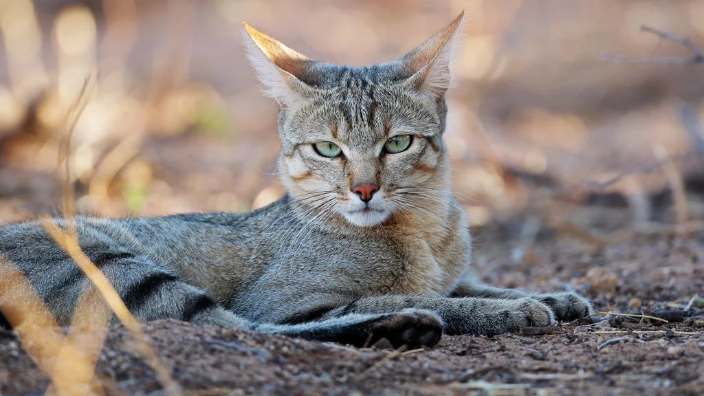 Kot nubijski z Afryki - to ten gatunek mógł być protoplastą kotów domowych