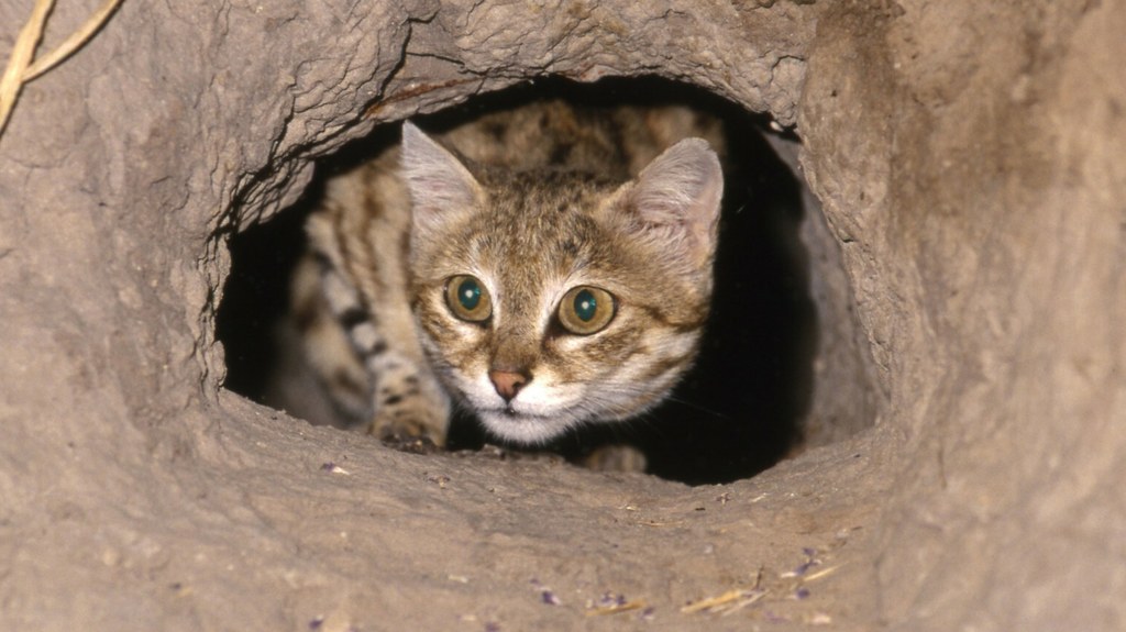 Waga kota czarnołapego (Felis nigripes) nie przekracza dwóch kilogramów. Nie przeszkadza mu to być w czołówce najskuteczniejszych kocich drapieżników na świecie