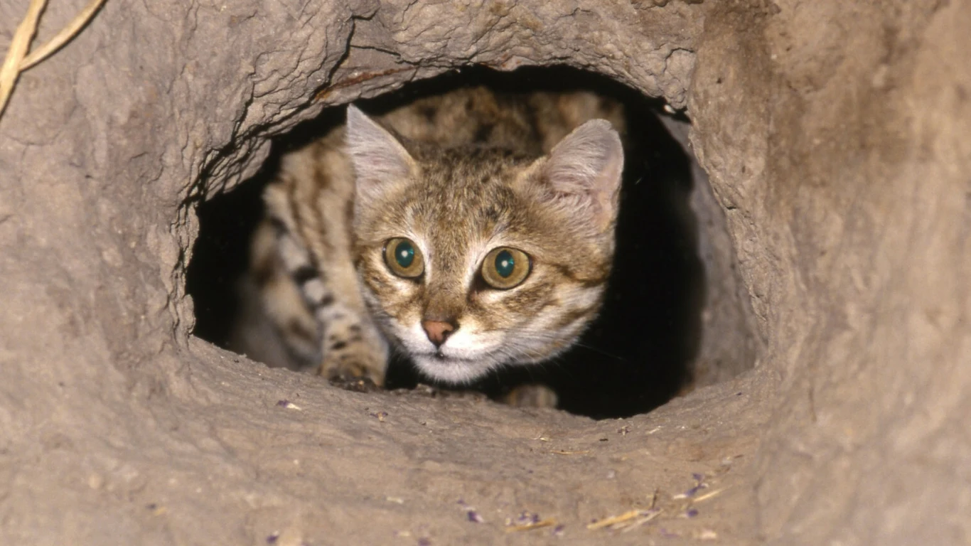 Waga kota czarnołapego (Felis nigripes) nie przekracza dwóch kilogramów. Nie przeszkadza mu to być w czołówce najskuteczniejszych kocich drapieżników na świecie Waga kota czarnołapego (Felis nigripes) nie przekracza dwóch kilogramów. Nie przeszkadza mu to być w czołówce najskuteczniejszych kocich drapieżników na świecie