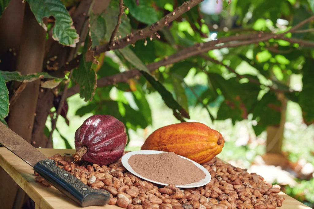 Drzewo, owoce i ziarna kakaowca
