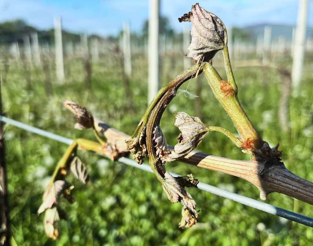 Na zdjęciu dolnośląska winnica Ramut
