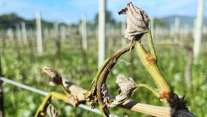Na zdjęciu dolnośląska winnica Ramut
