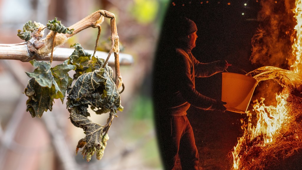 Polscy rolnicy liczą straty po ostatnich mrozach. To nie były zwykłe przymrozki - zapewniają. Ujemne temperatury sprawiły, że ucierpieli plantatorzy m.in. truskawek, drzew owocowych oraz winorośli