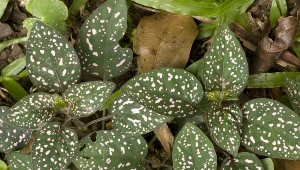 Trudno uwierzyć, że jest prawdziwa. Liście tej rośliny przyciągają wzrok