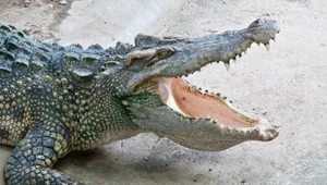 Krokodyl przyczynił się do wypadku samochodowego. Nie żyją trzy osoby