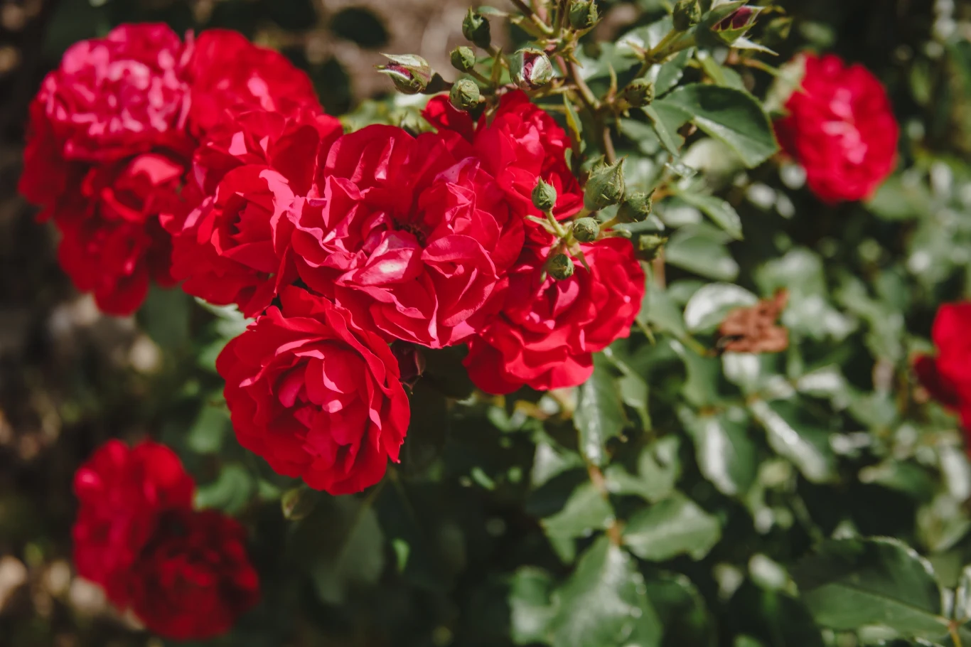 Róże to rośliny światłolubne, w cieniu kwitnienie będzie słabe, a pąki mogą opadać, zanim się rozwiną.