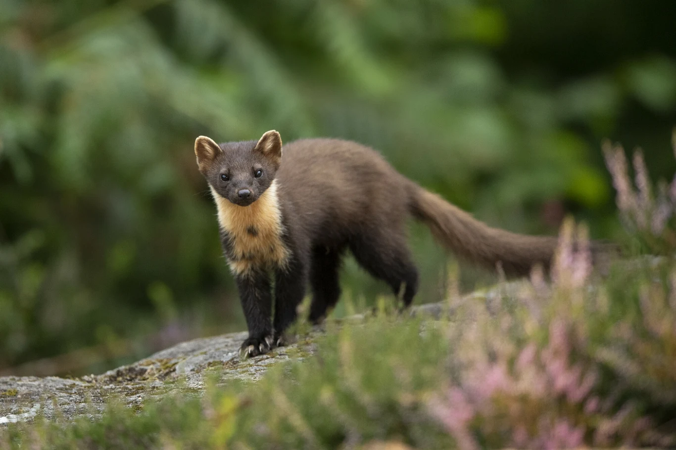 Kuna to drobny ssak o podłużnym ciele, krótkich nogach i puszystym ogonie. 