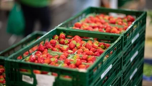 34-latek z Azerbejdżanu sprzedawał truskawki w centrum Warszawy. Teraz grożą mu dwa lata więzienia   