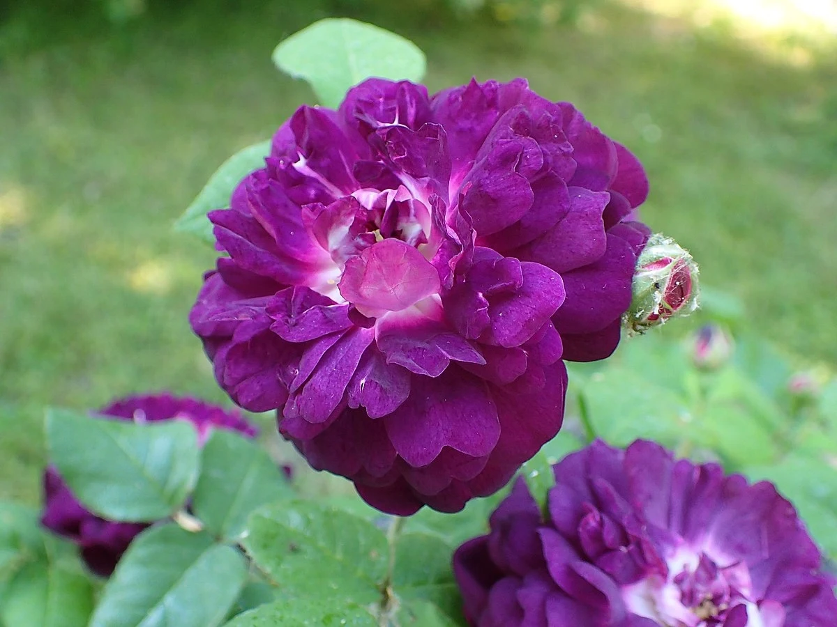 Róża francuska była uprawiana w Europie w starożytności i średniowieczu