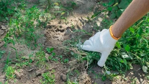 Teściowa zawsze robi to jesienią w ogrodzie. Wiosną nie ma ani jednego chwasta 