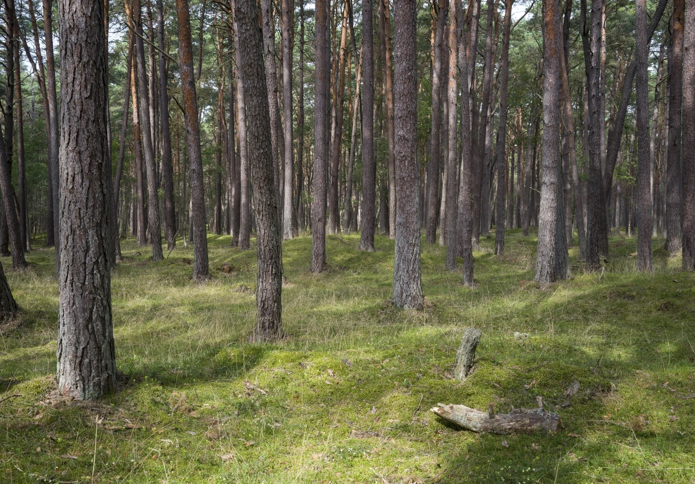 Sztab kryzysowy na Pomorzu. Apel o niewchodzenie do lasów. Zdjęcie ilustracyjne Sztab kryzysowy na Pomorzu. Apel o niewchodzenie do lasów. Zdjęcie ilustracyjne