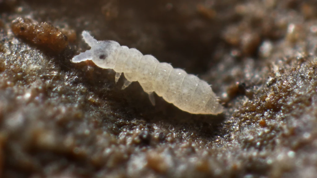 Białe robaki zwane skoczogonkami mogą być groźne dla naszych roślin
