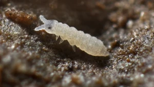 Białe robaki zwane skoczogonkami mogą być groźne dla naszych roślin