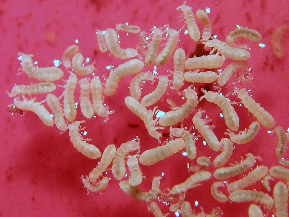 Aby pozbyć się skoczogonków, powinniśmy zanurzyć doniczkę w wodzie Aby pozbyć się skoczogonków, powinniśmy zanurzyć doniczkę w wodzie