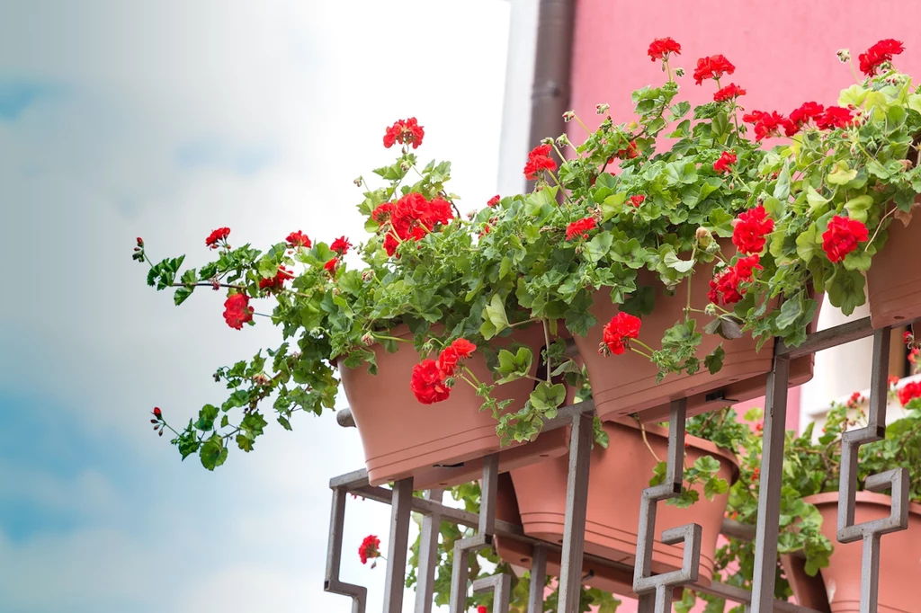 Pelargonia to naturalny pomocnik w odstraszaniu insektów