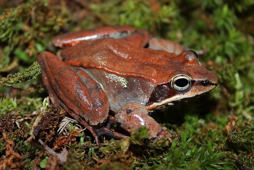 Żaba leśna - pospolity gatunek z Ameryki Północnej