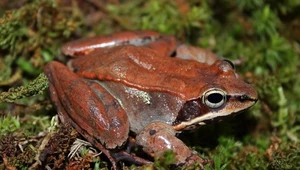 Żaba leśna - pospolity gatunek z Ameryki Północnej