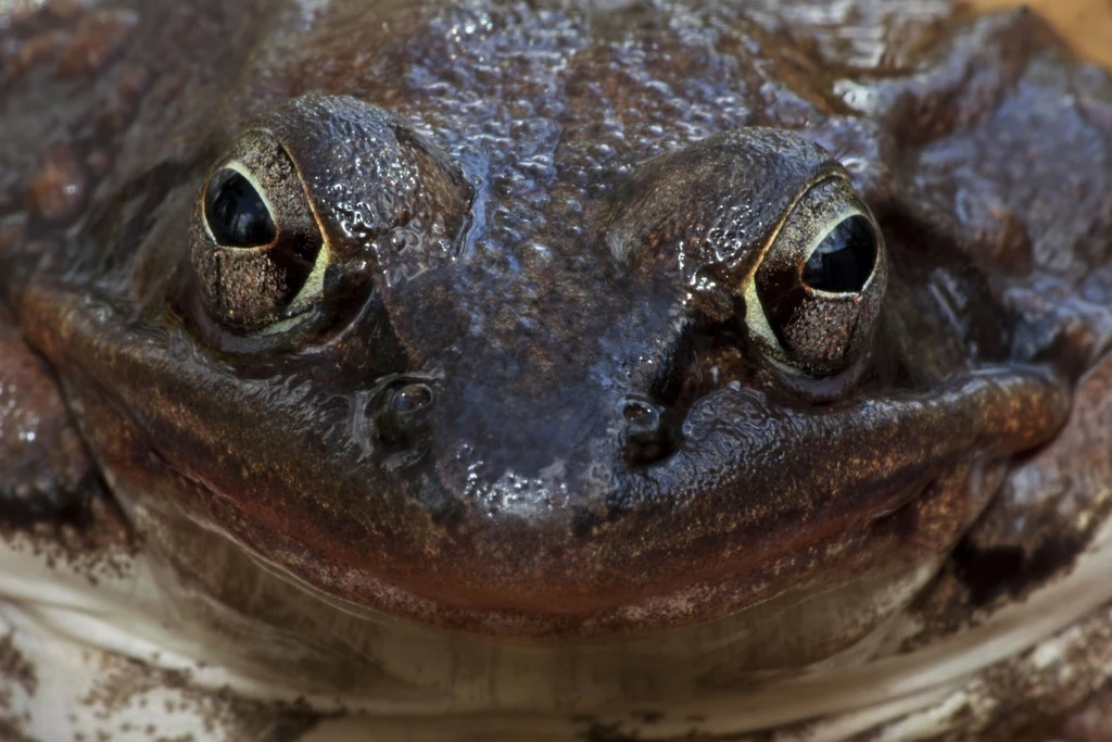 Żaba leśna to zwierzę niezwykle odporne