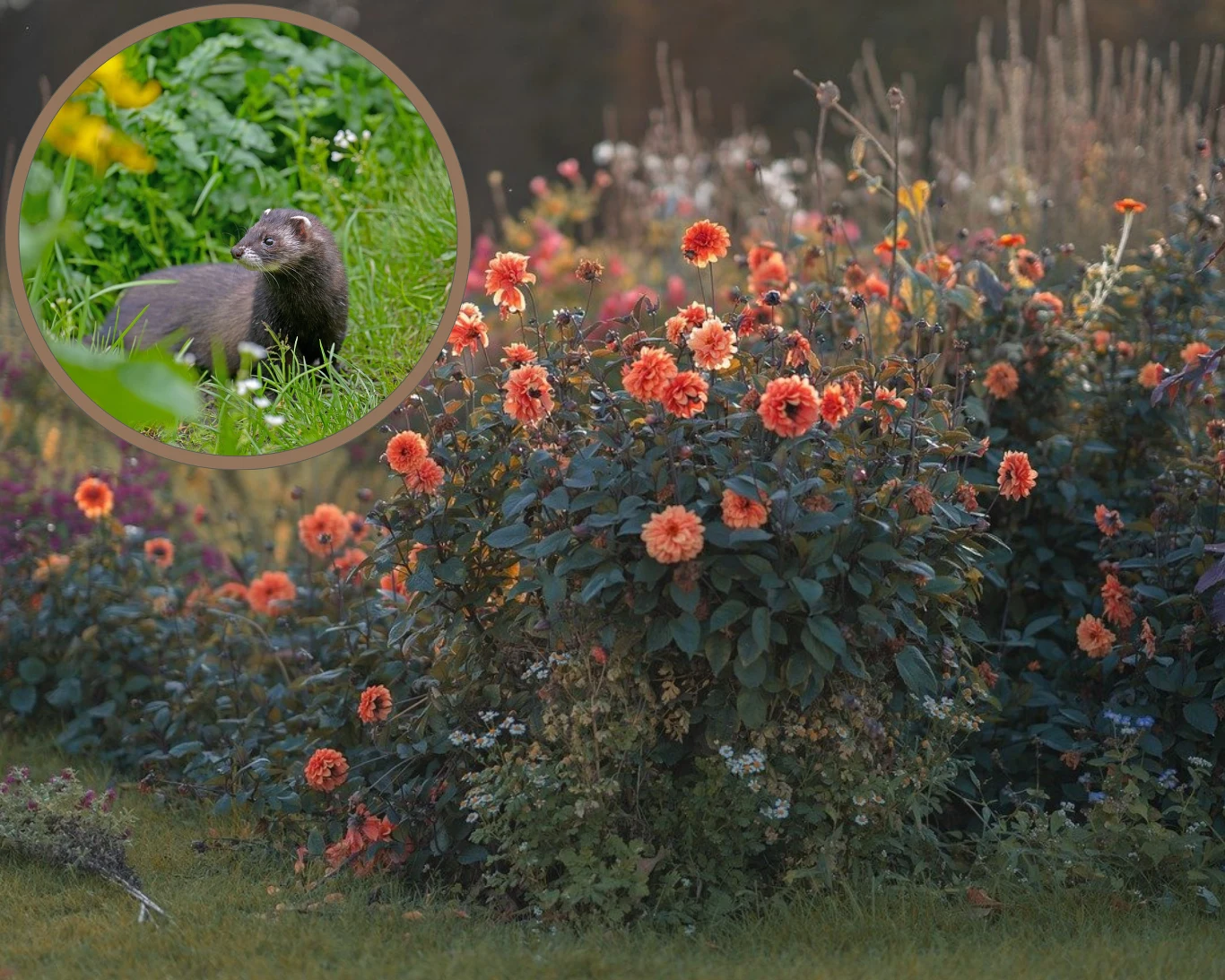 Odstraszenie kuny z ogrodu może być łatwiejsze, niż myślisz