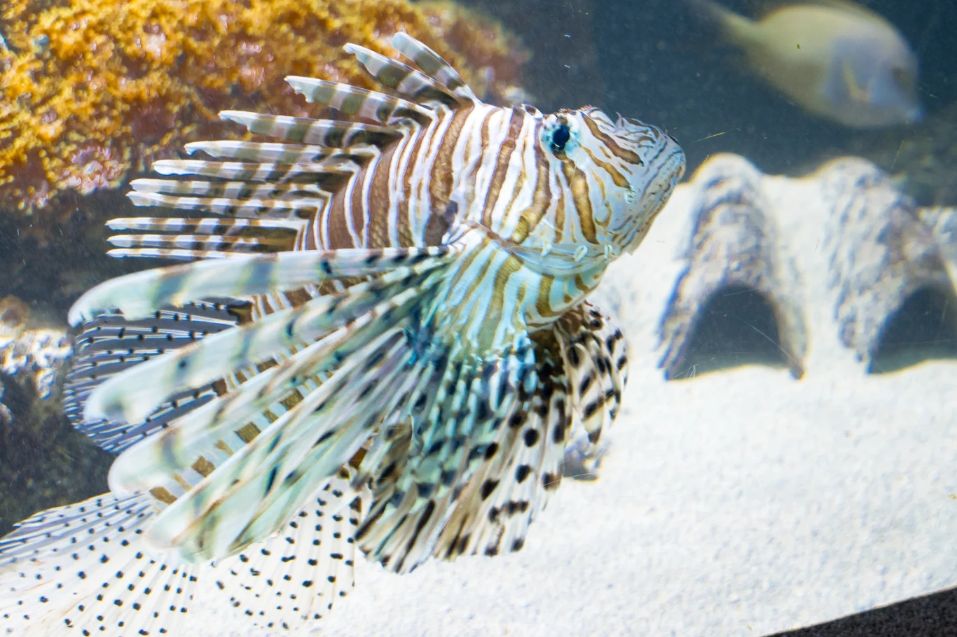 Skrzydlica podbija coraz więcej mórz świata