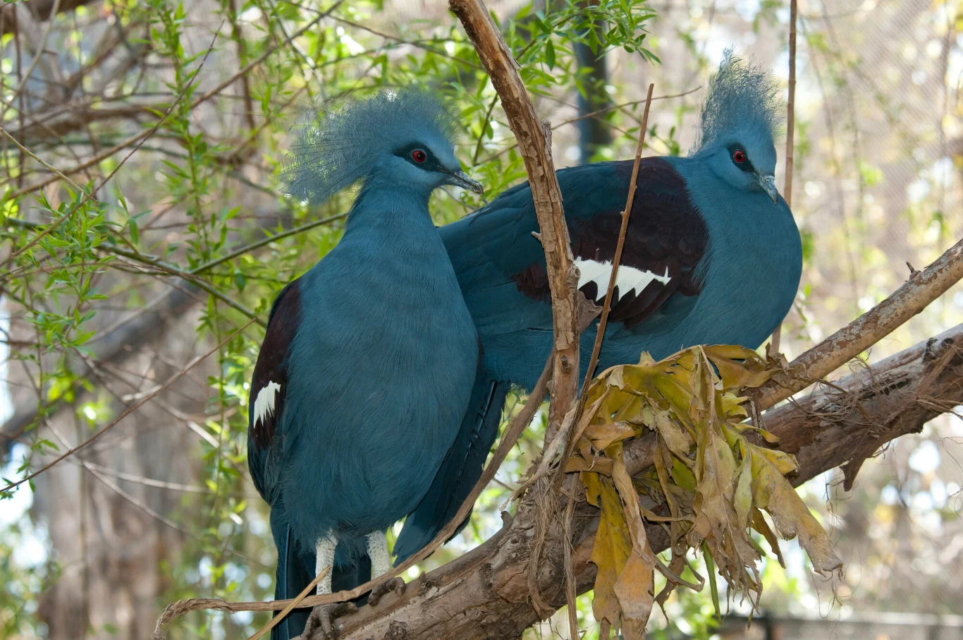 Koroniec plamoczuby to największy przedstawiciel gołębi na świecie