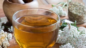 Ze względu na zawartość flawonoidów, związków silnie przeciwutleniających, krwawnik działa antybakteryjnie i przeciwzapalnie. Jak jeszcze?