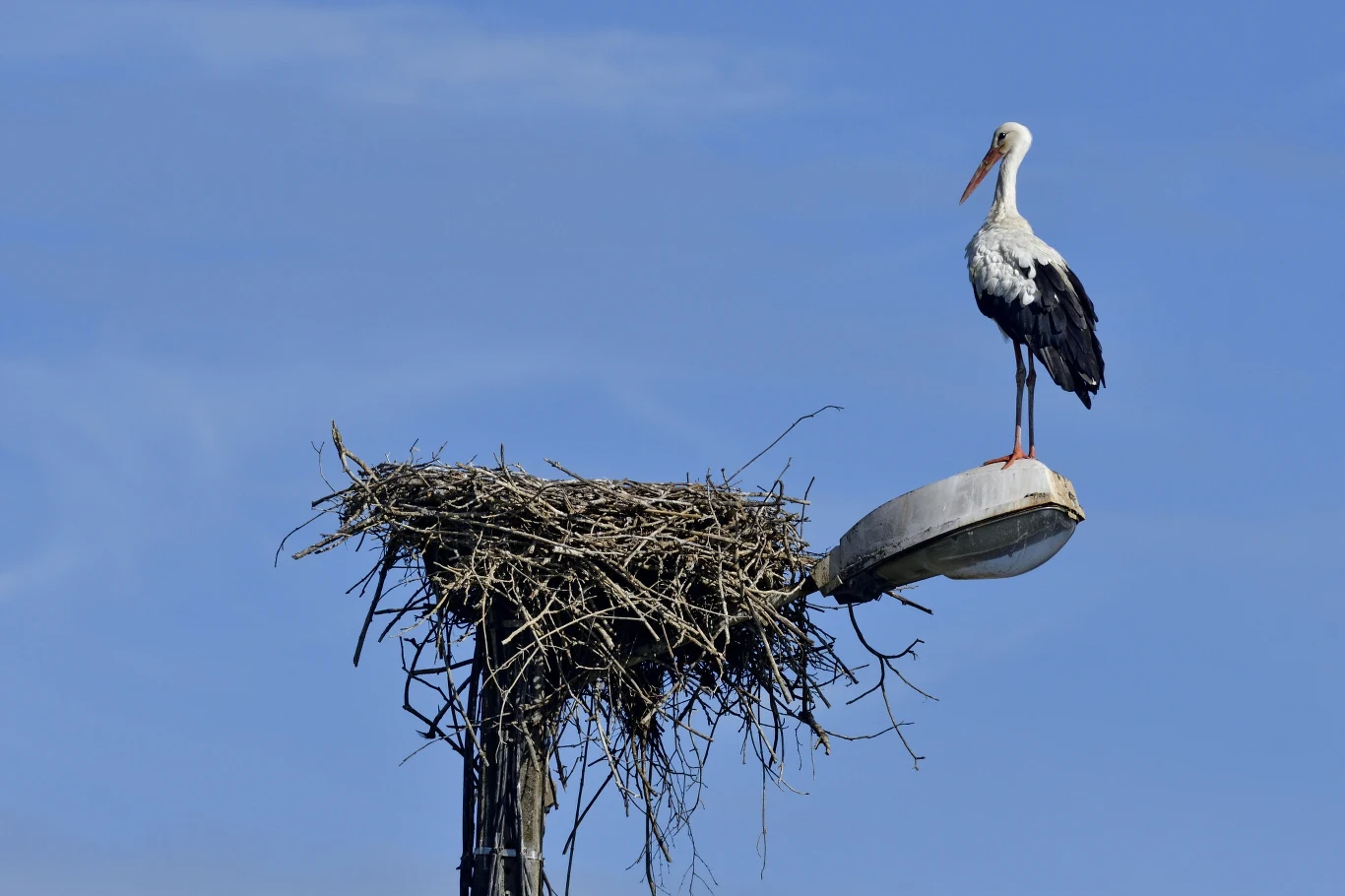 Bocian biały występuje w wielu krajach Europy, ale w Polsce otacza go wielka cześć