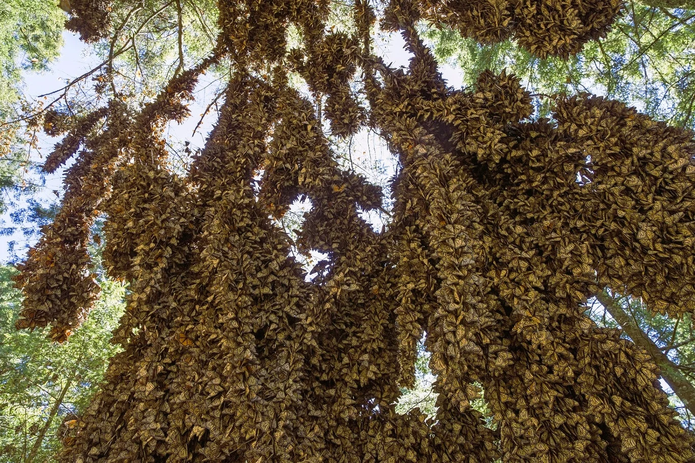 Kolonia motyli monarchów (Danaus plexippus), zimujących od listopada do marca w lasach oyamel (Abies religiosa) w Rezerwacie Biosfery Motyli Monarch w Meksyku
