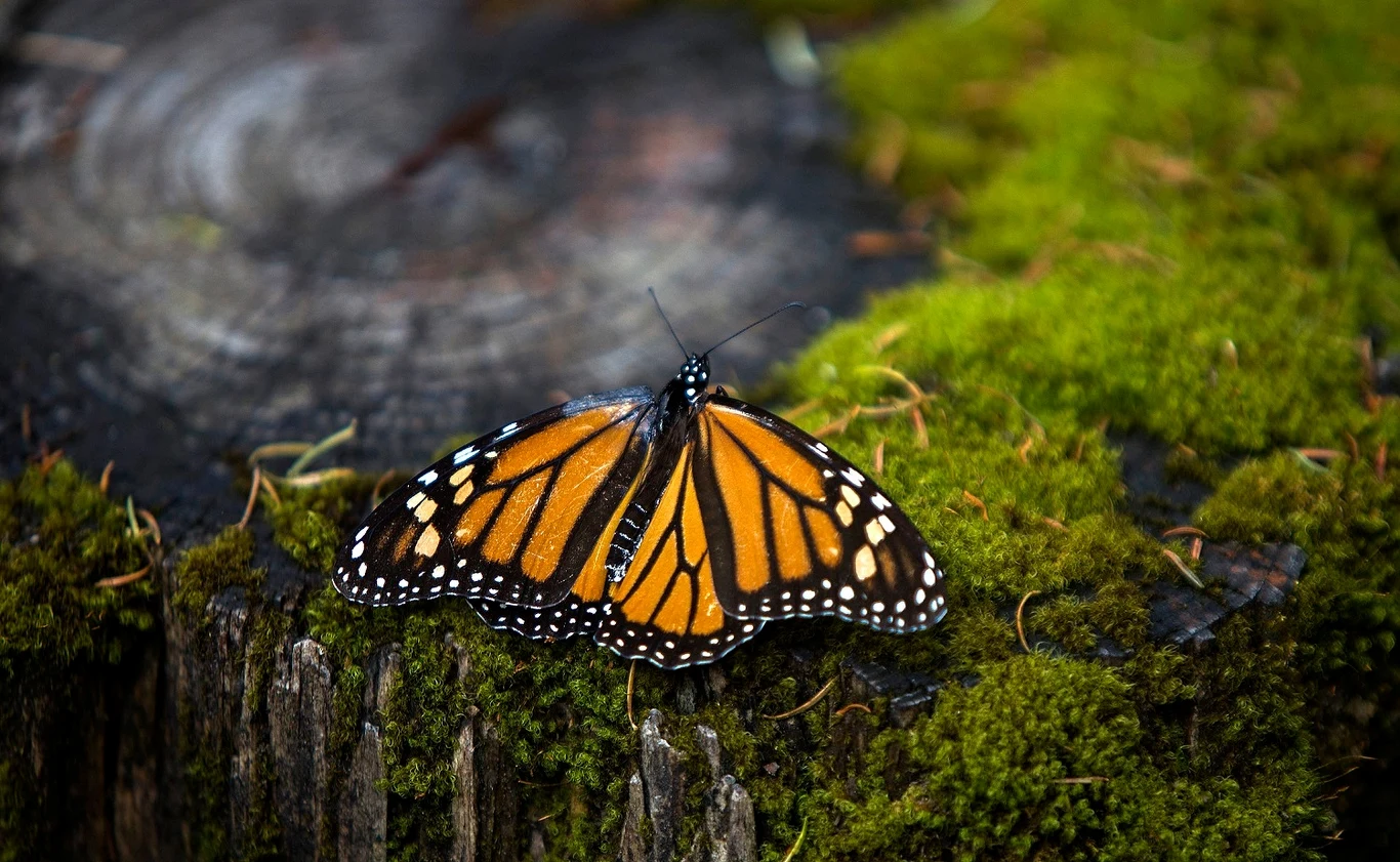 Motyl monarcha (Danaus plexippus) w lesie oyamel (Abies religiosa) w gminie Ocampo w stanie Michoacán w Meksyku