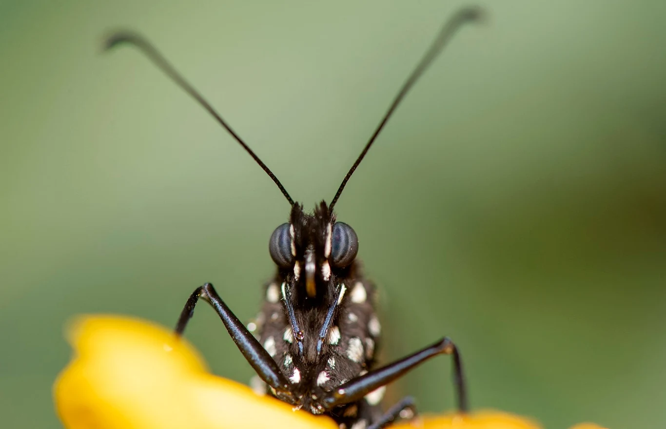 Czułki motyli monarcha (Danaus plexippus) wyposażone są w czułe na światło magnetosensory