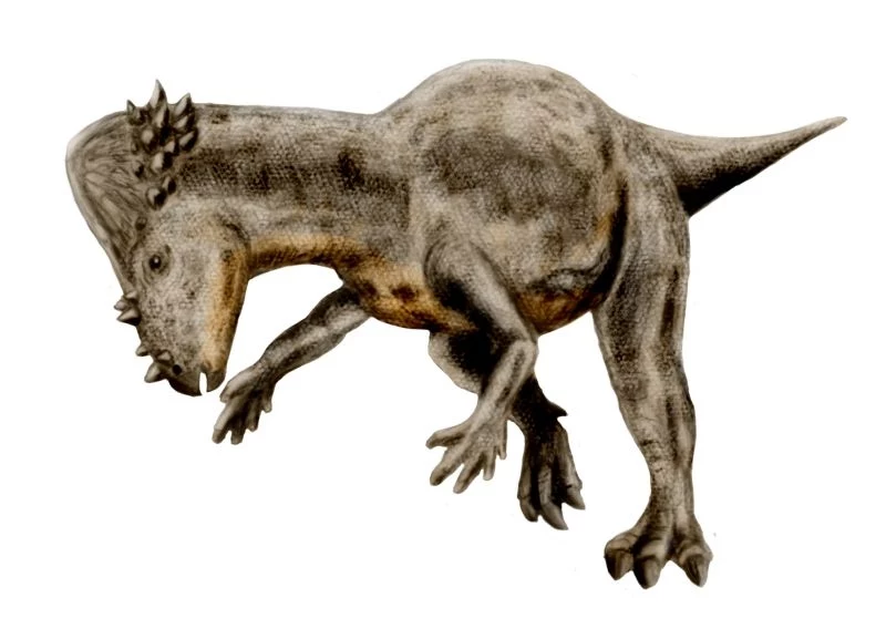 Pachycephalozaur miał wzmocnioną, grubą czaszkę