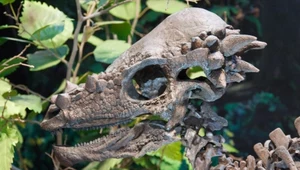 Pachycefalozaury miały wyjątkową czaszkę, która działała niczym taran 