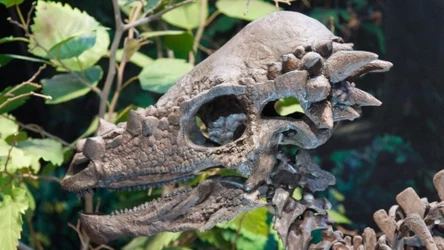 Głowa niczym betonowa ściana. Odkryto dinozaury wyglądające jak taran