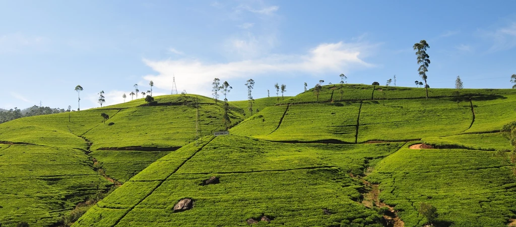 Sri Lanka słynie z plantacji herbaty. Koniecznie warto je zobaczyć. 