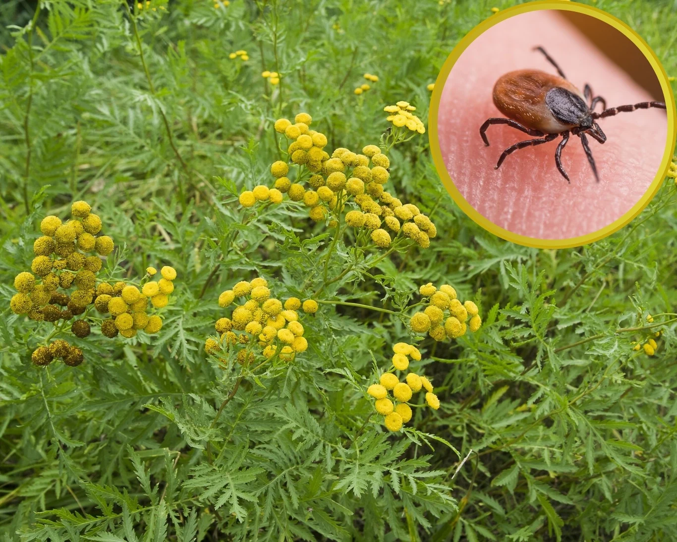 Wrotycz pospolity to roślina, która często rośnie na łąkach i przy drogach. Nie wszyscy wiedzą, że jej zapach odstrasza kleszcze./ Fot.123RF/PICSEL Wrotycz pospolity to roślina, która często rośnie na łąkach i przy drogach. Nie wszyscy wiedzą, że jej zapach odstrasza kleszcze./ Fot.123RF/PICSEL