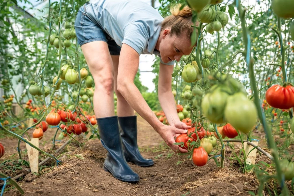 Co sadzić obok pomidorów?