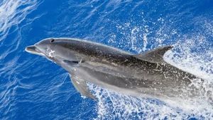 Pierwszy delfin zakażony ptasią grypą. Wirus może je zdziesiątkować