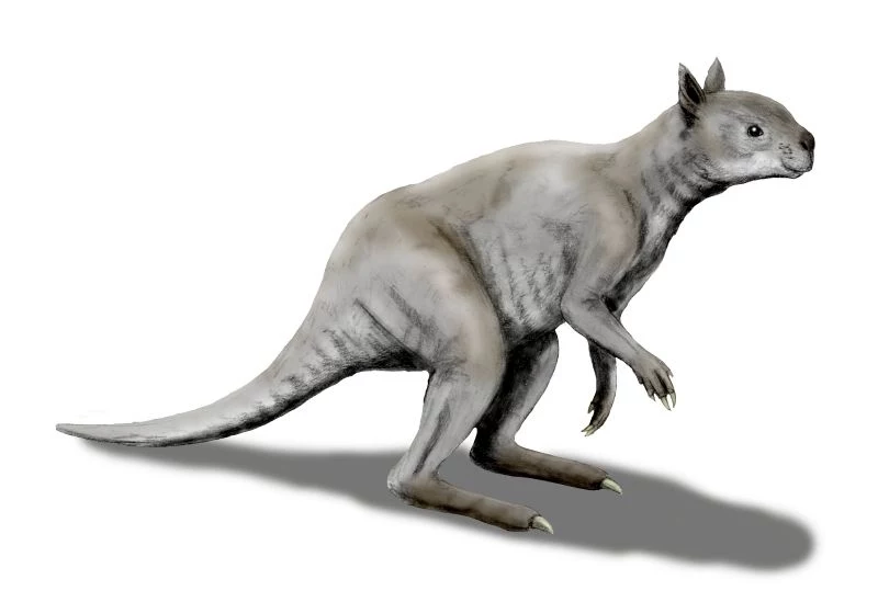Simosthenurus - kangur, który nie potrafił skakać