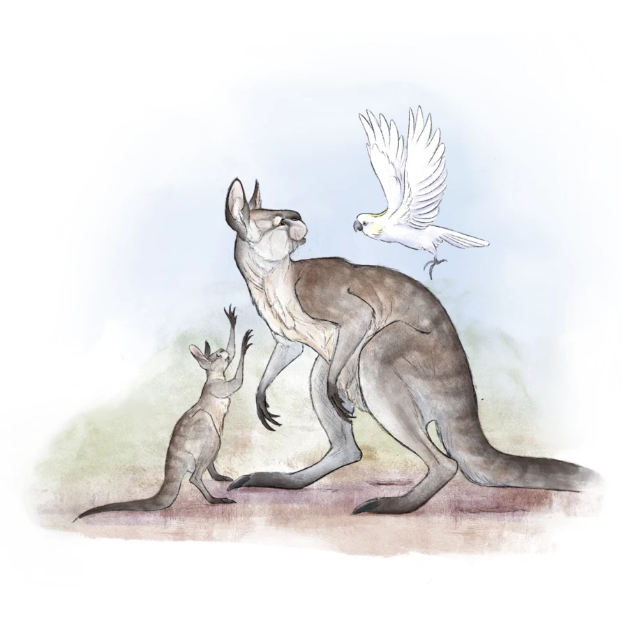 Rekonstrukcja krótkopyskiego kangura Simosthenurus occidentalis