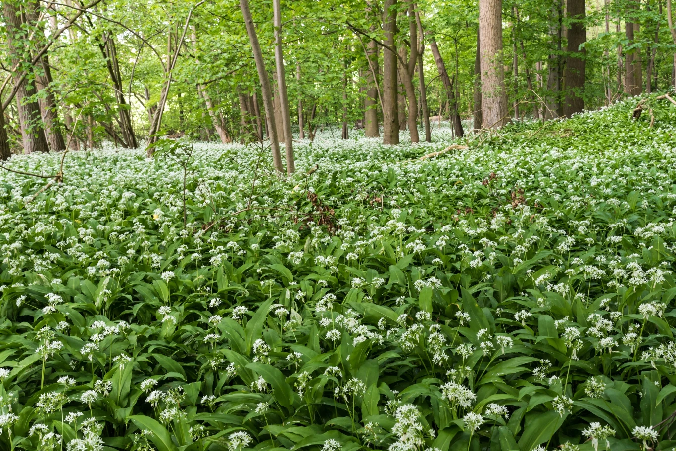 Dziki czosnek niedźwiedzi jest w polskich lasach częściowo chroniony