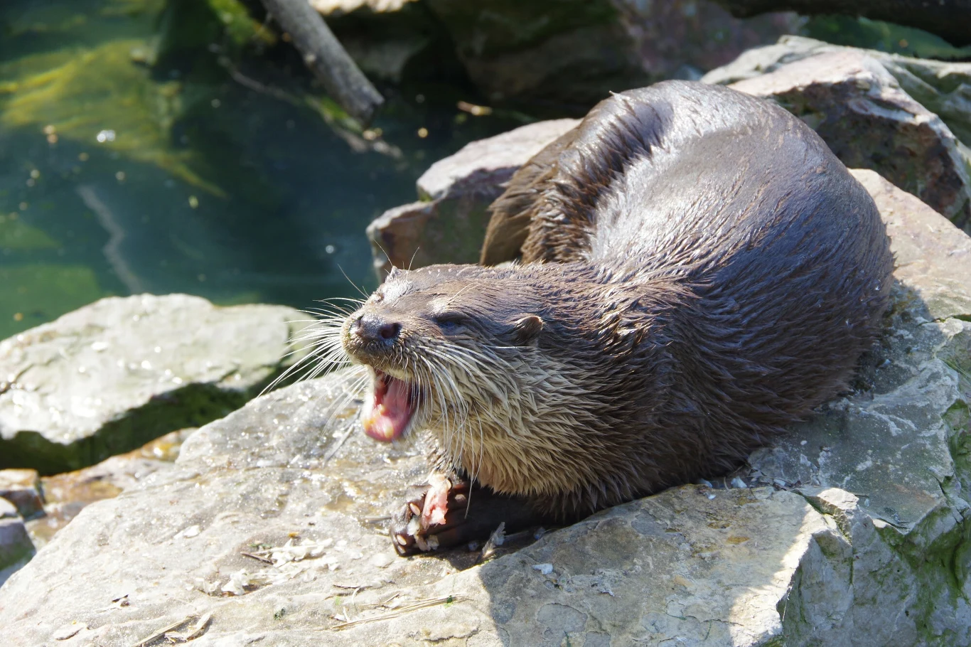 Wydra jest objęta częściową ochroną w Polsce