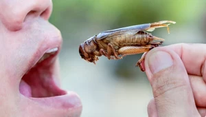 Niemcy testują białko owadów na obywatelach? W sieci zawrzało