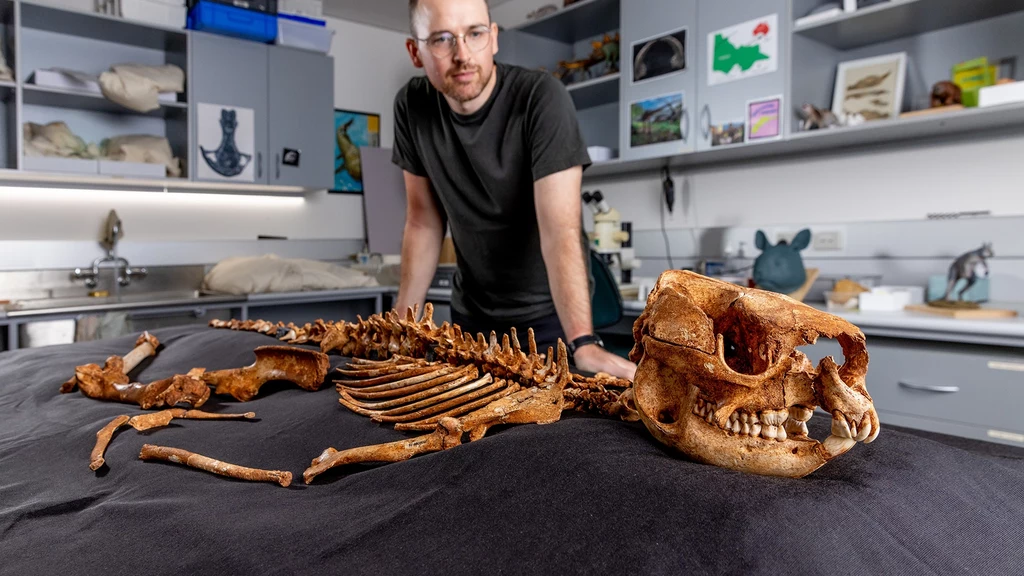 Naukowcom udało się pozyskać niemal pełen szkielet prehistorycznego kangura