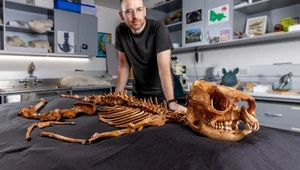 Naukowcom udało się pozyskać niemal pełen szkielet prehistorycznego kangura